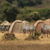 Maasai Mara & Lake Nakuru Camping Safari