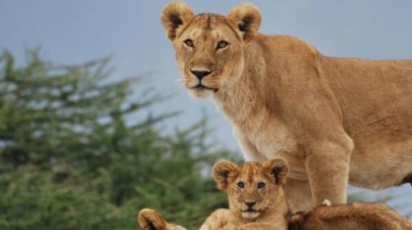 Safari in Mikumi National Park